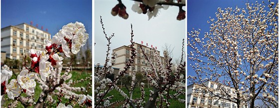 别墅精装修、楼盘精装修金龙装饰企业院内景色实景拍摄