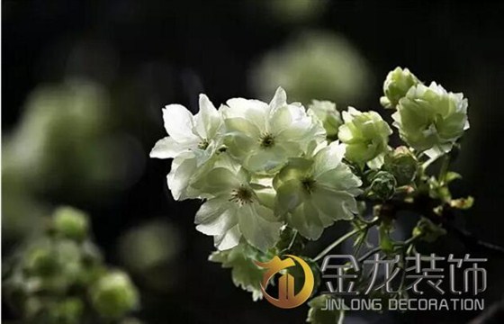 景观设计施工专家金龙装饰分享：关于植物的五行及风水学。