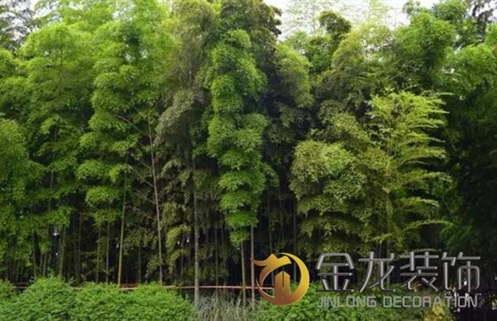景观设计施工专家金龙装饰分享：关于植物的五行及风水学。