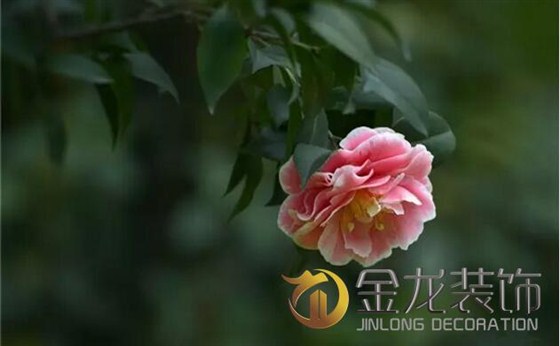 景观设计施工专家金龙装饰分享：关于植物的五行及风水学。