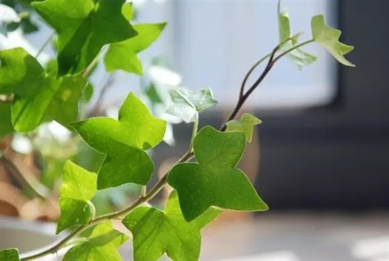 又好看又吸霾的绿植，你家怎么可以没有？