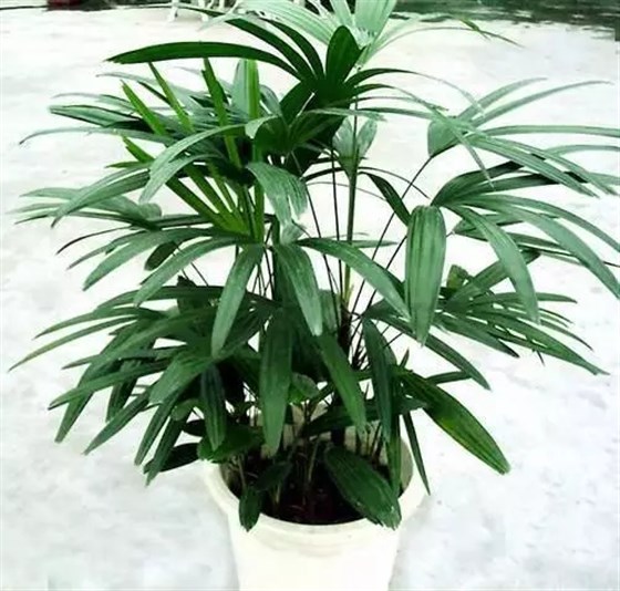 又好看又吸霾的绿植，你家怎么可以没有？