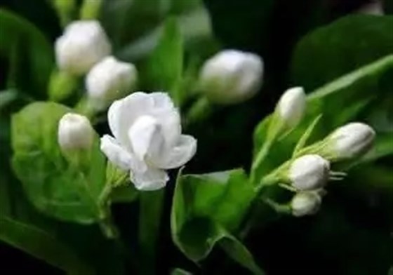 又好看又吸霾的绿植，你家怎么可以没有？