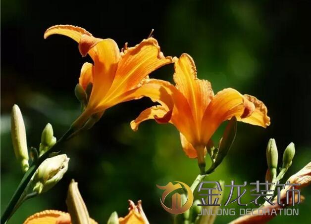 景观设计施工专家金龙装饰分享：关于植物的五行及风水学。