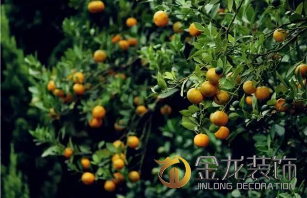 景观设计施工专家金龙装饰分享:关于植物的五行及风水学。 景观设计施工专家金龙装饰分享:关于植物的五行及风水学。