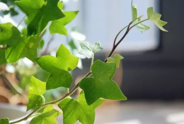 又好看又吸霾的绿植，你家怎么可以没有？